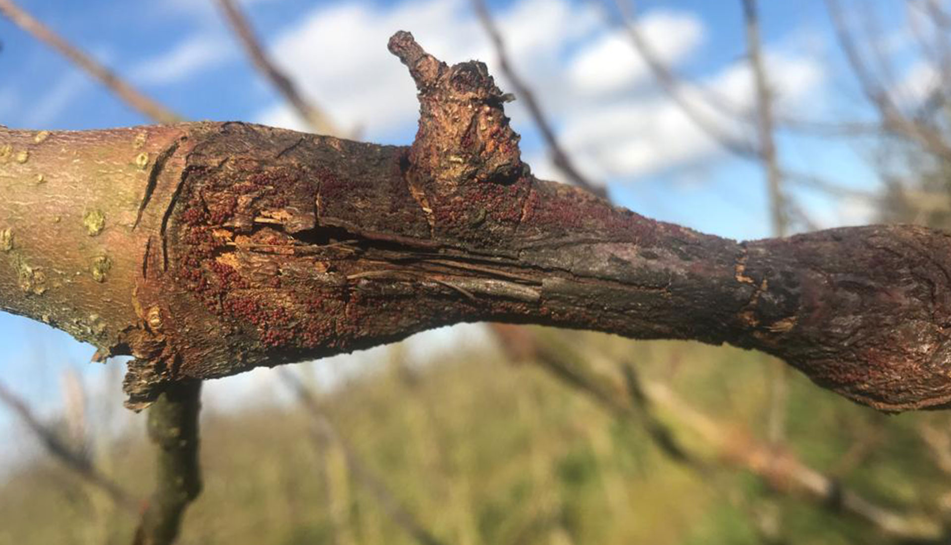 ORCHARD Canker Spores in the middle of winter-without treatment the trees could be devastated by the summer