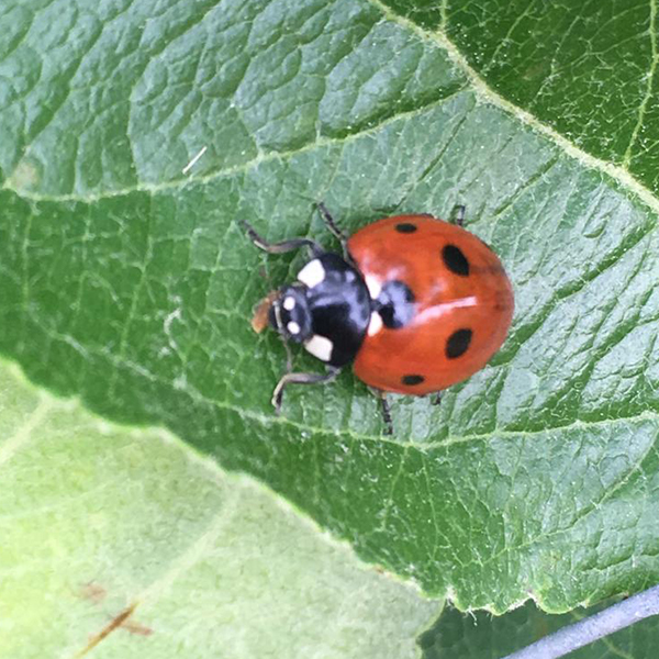 ORCHARD Wildlife (ladybird)