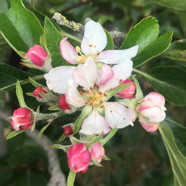 ORCHARD beautiful blossom