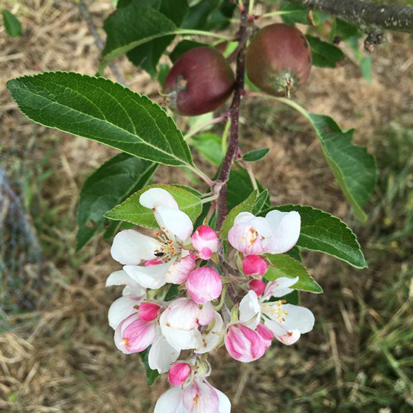 ORCHARD blossom and fruitlet