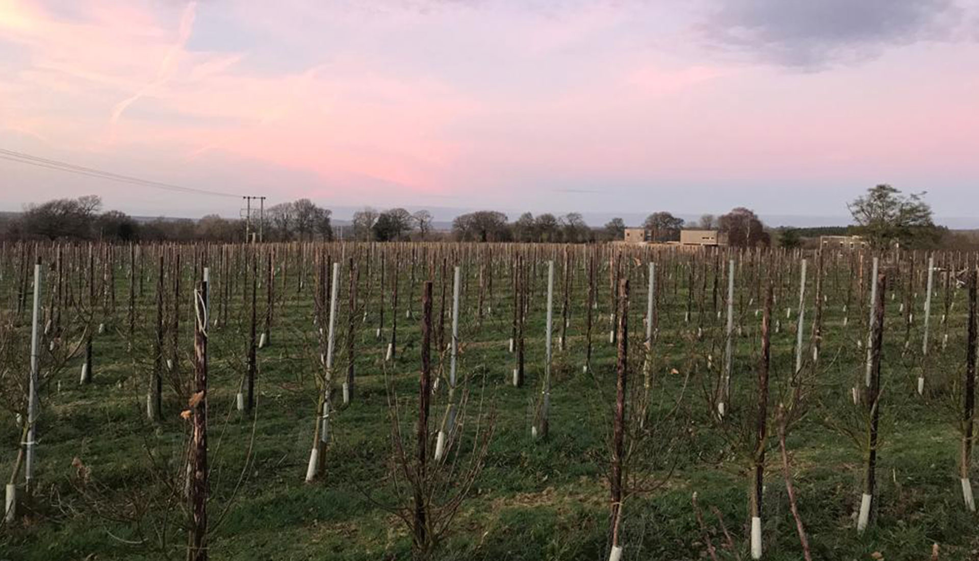 ORCHARD last planted trees