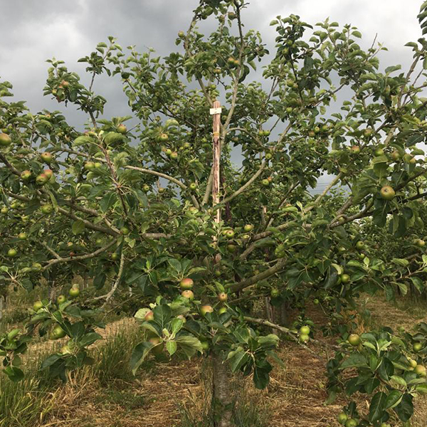 ORCHARD not long before apples will be ready