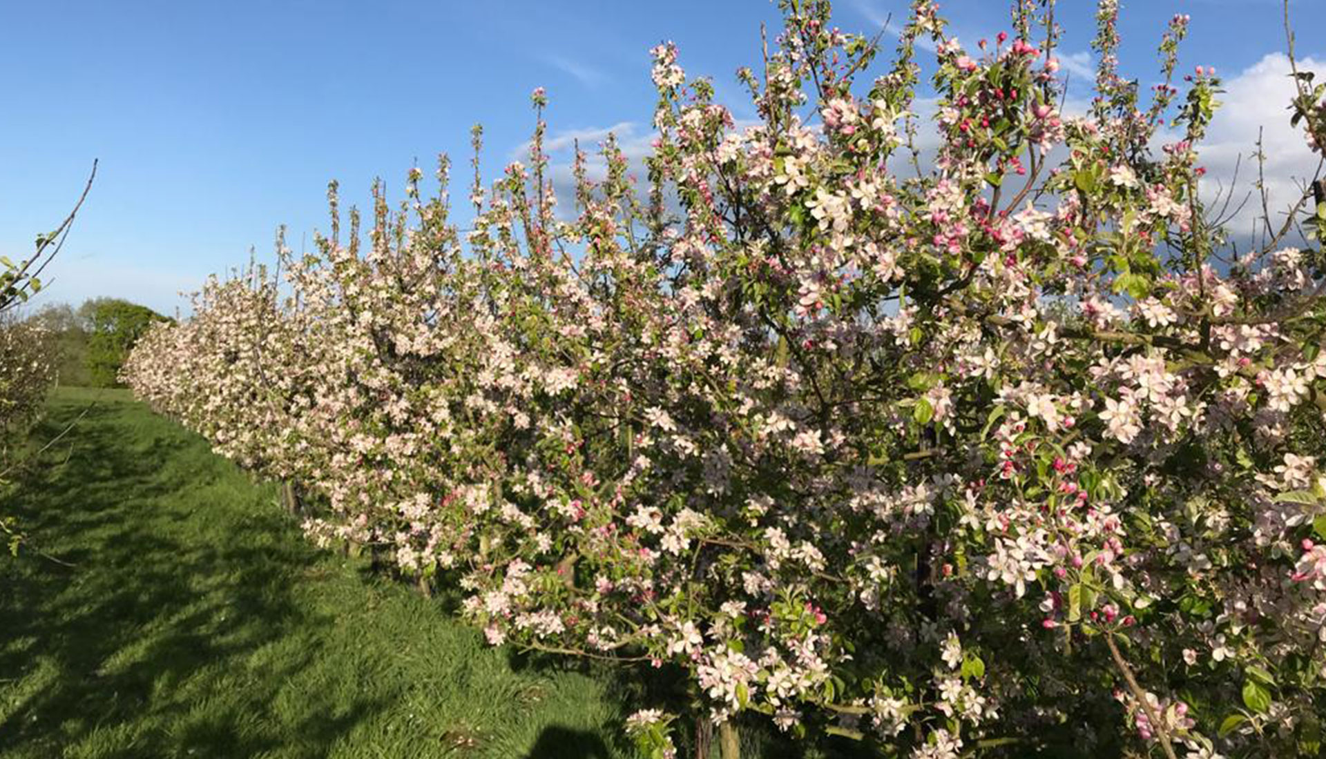 ORCHARD our beautiful plentiful blossom