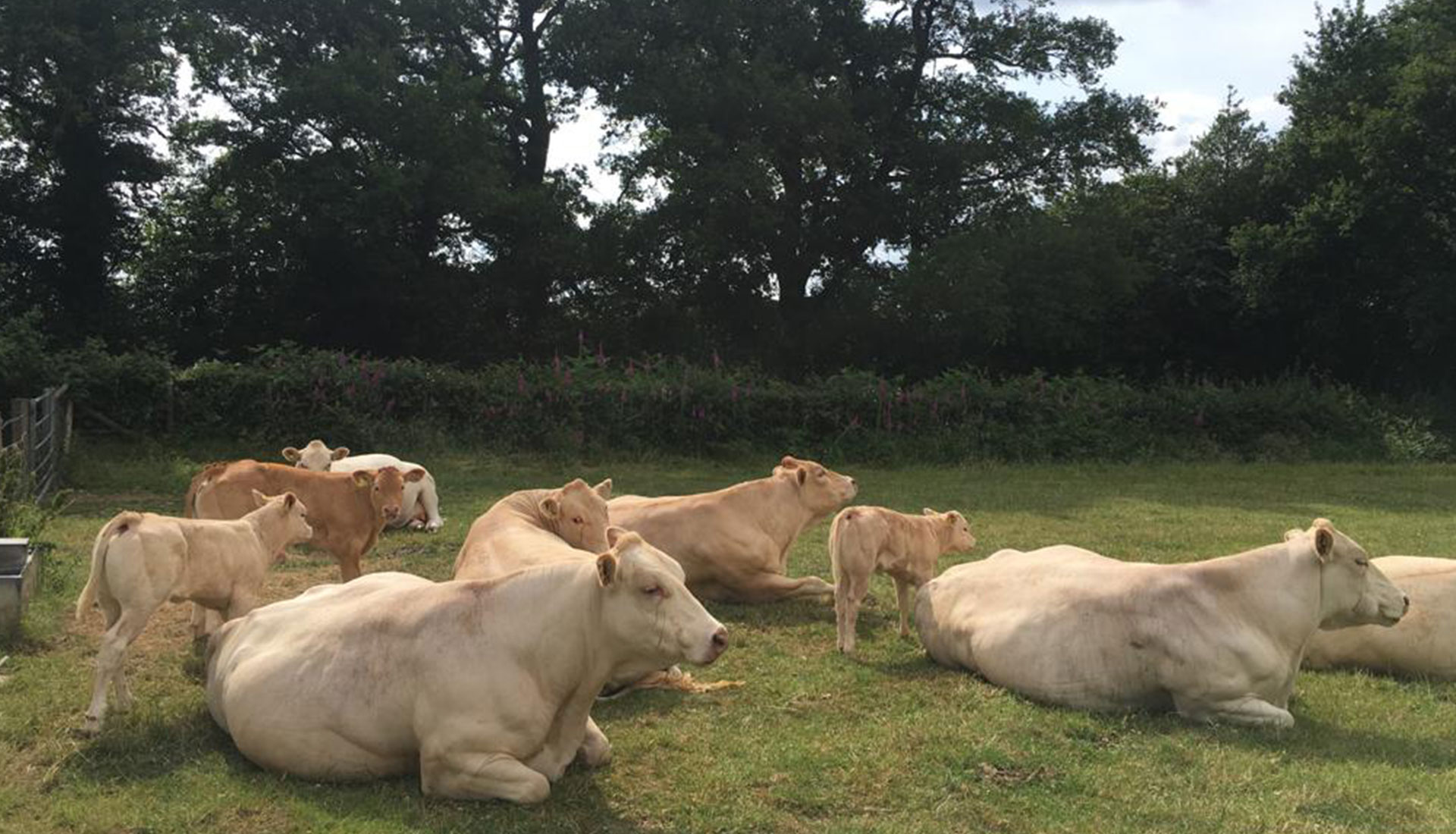 ORCHARD the cows next door are watching us work