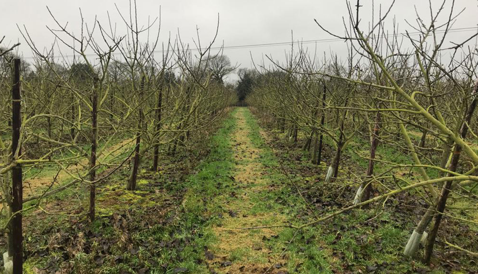 ORCHARD winter bare trees